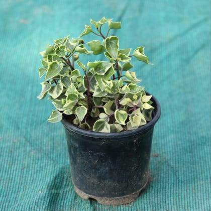 Buy English Ivy in 6 Inch Plastic Pot on Urvann.com