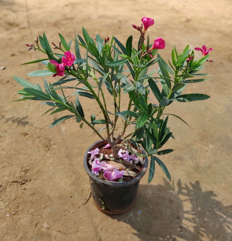 Pink Kaner / Oleander in 8 Inch Nursery Pot
