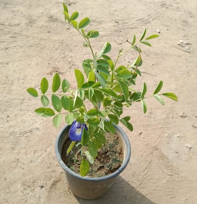 Buy Aparajita Shankhpushpi in 6 Inch Nursery Pot on Urvann.com