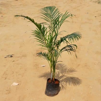 Buy Areca Palm in 9 Inch Nursery Bag Online | Urvann.com