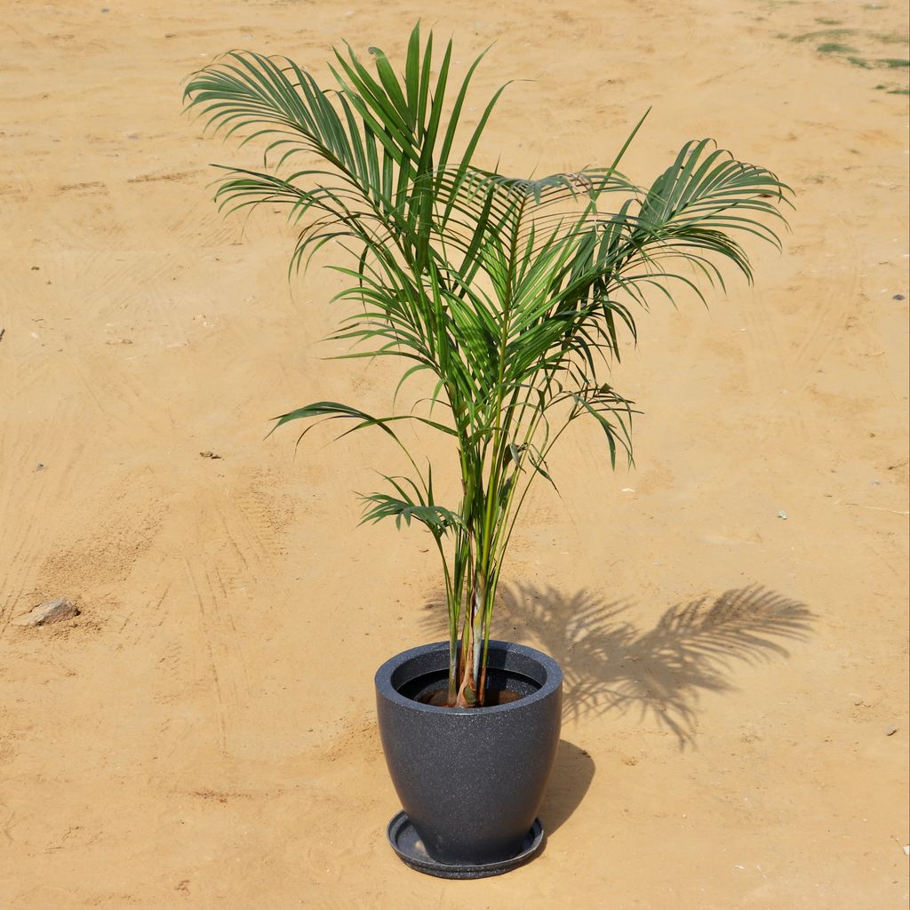 Areca Palm in 12 Inch High Quality Grey Polymer Planter with Tray