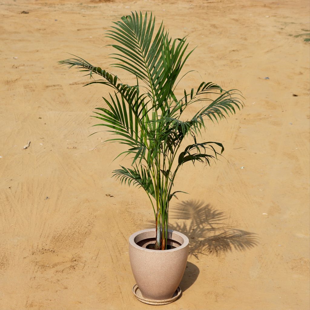 Areca Palm in 12 Inch High Quality Beige Polymer Planter with Tray