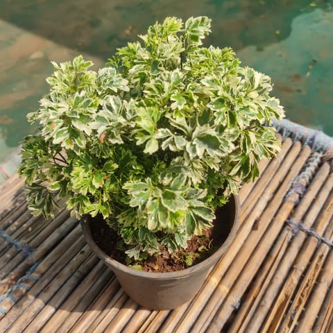 Aralia White in 6 Inch Nursery Pot