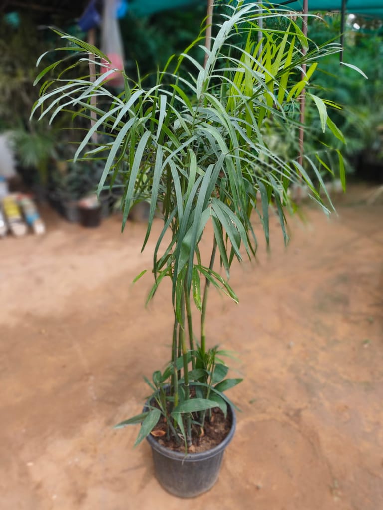 Cane Palm in 12 Inch Nursery Pot