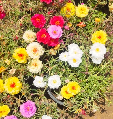 Buy Portulaca Moss Rose (any colour) in 6 Inch Plastic Pot Online | Urvann.com