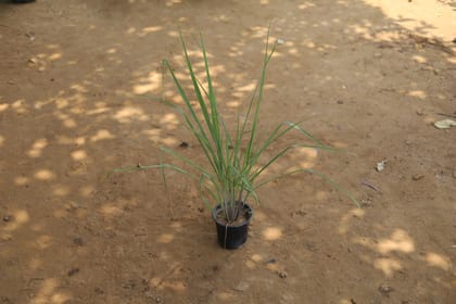 Buy Lemongrass in 6 Inch Plastic Pot Online | Urvann.com
