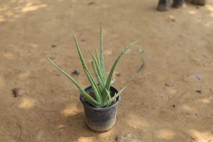 Buy Aloe Vera in 6 Inch Plastic Pot Online | Urvann.com