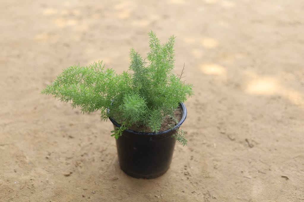 Asparagus Fern in 5 Inch Nursery Pot