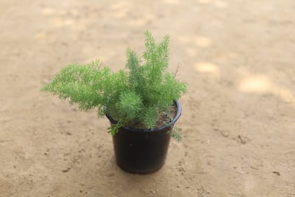 Buy Asparagus Fern in 5 Inch Plastic Pot Online | Urvann.com