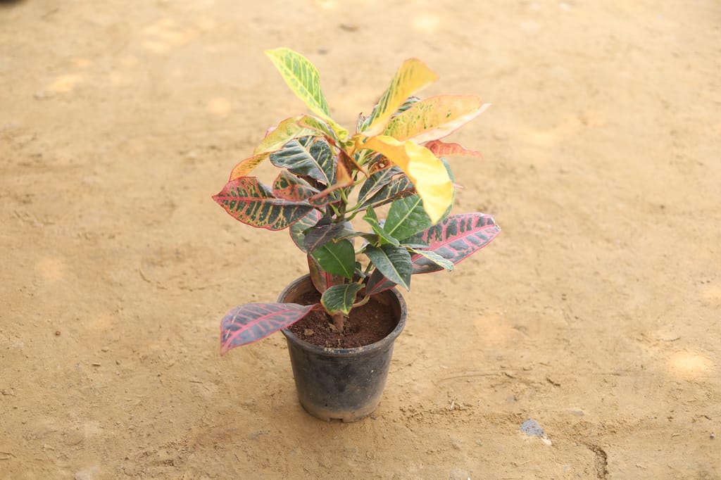 Croton petra in 6 Inch Nursery Pot