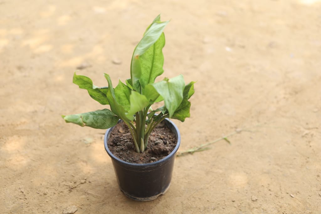 Aglaonema Green in 6 Inch Nursery Pot