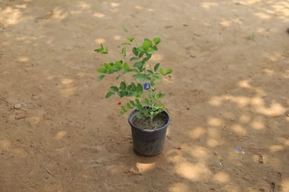 Buy Blue Aparajita in 6 Inch Plastic Pot Online | Urvann.com