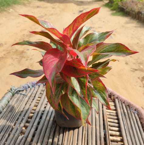 Aglaonema Lipstick in 5 Inch Nursery Pot