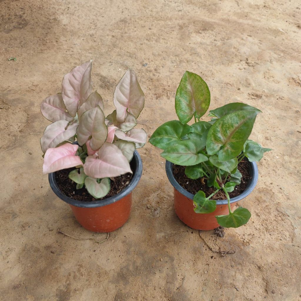 Set of 2 Syngonium (Pink & Green) in 3 Inch Nursery Pot