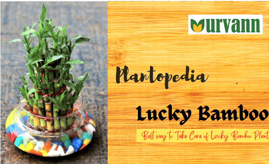 Is It Good to Have Lucky Bamboo at Home? Discover the Benefits!
