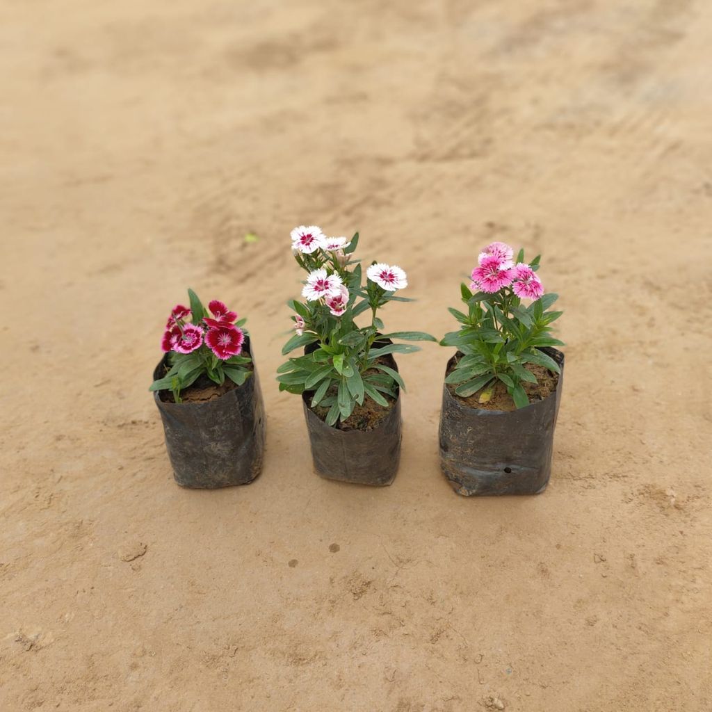 Set of 3 Dianthus (any colour) in 4 Inch Nursery Bag