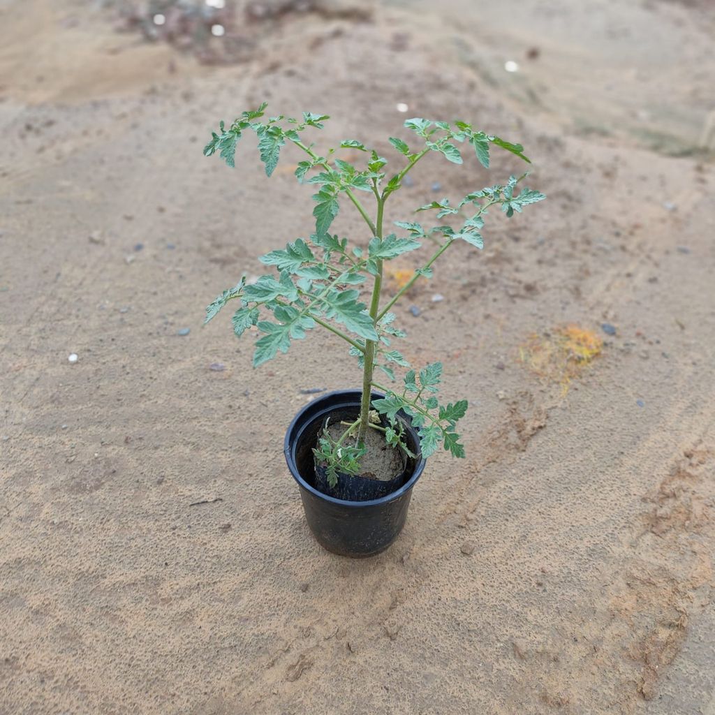 Tomato Plant in 6 Inch Nursery Pot