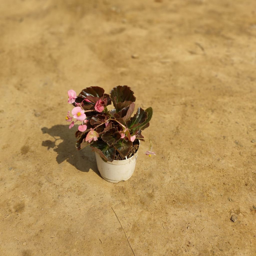 Begonia Pink in 4 Inch Nursery Pot