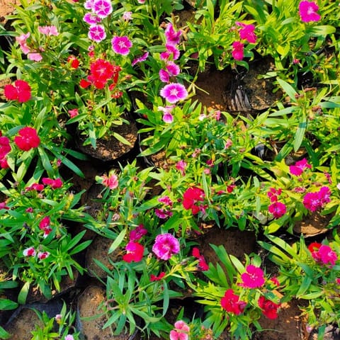 Set of 3 - Dianthus (any colour) in 4 Inch Nursery Bag