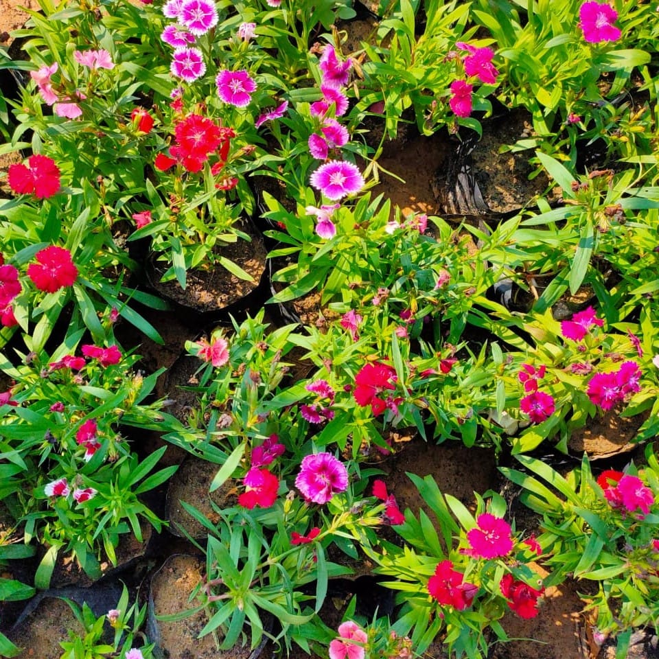 Set of 3 - Dianthus (any colour) in 4 Inch Nursery Bag