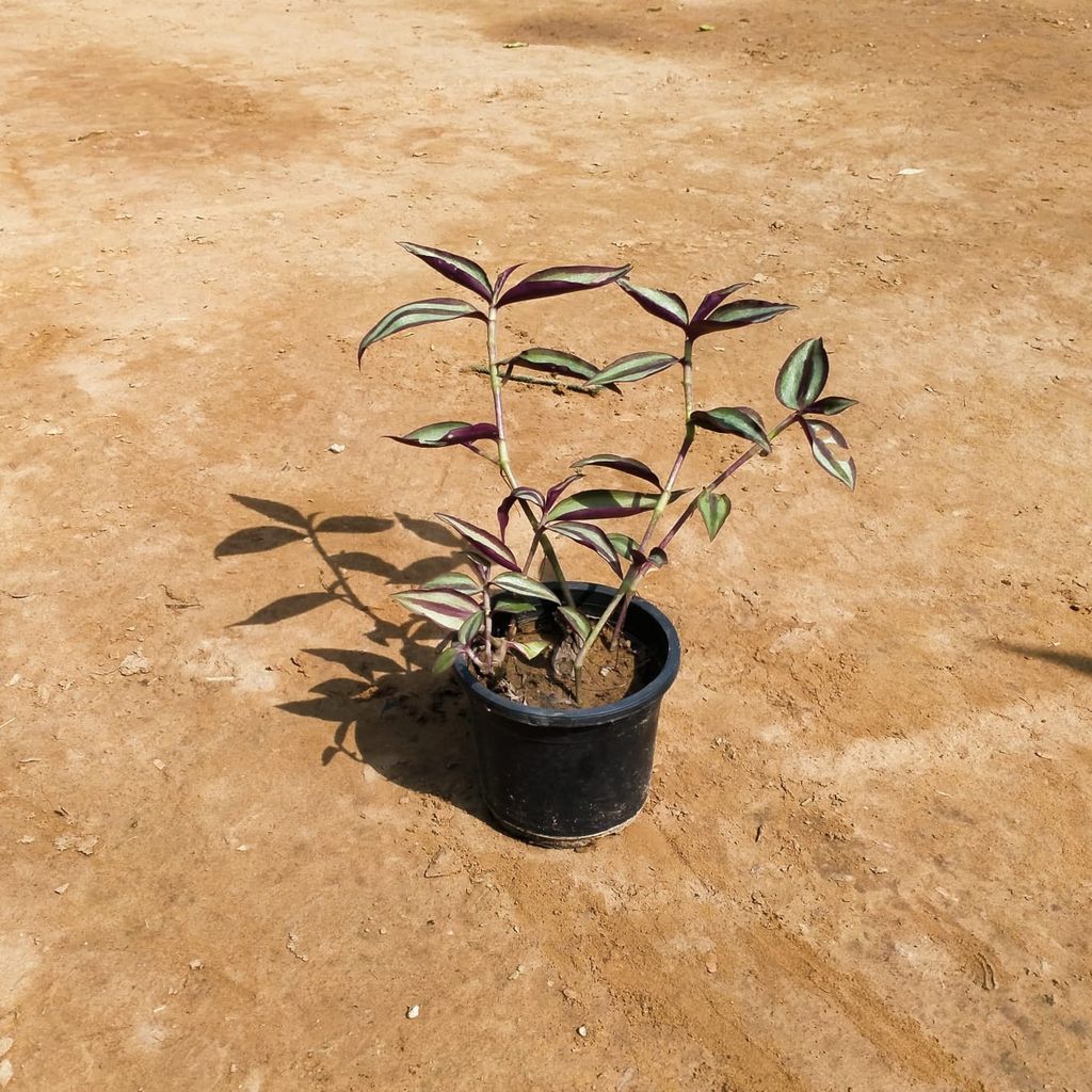 Zebrina /Inch Plant in 4 Inch Nursery Pot