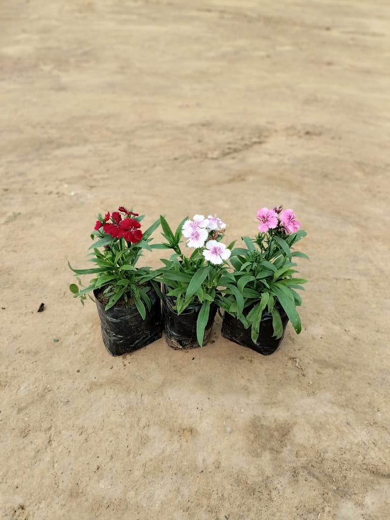 Set of 3 Dianthus (Any color) in 4 inch nursery bags