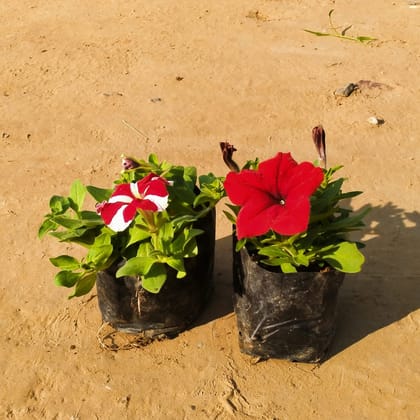 Buy Set of 2 - Petunia (any colour) in 4 Inch Nursery Bag Online | Urvann.com
