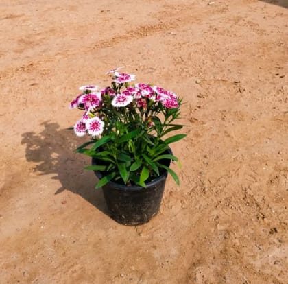 Buy Dianthus (any colour) in 6 Inch plastic pot Online | Urvann.com