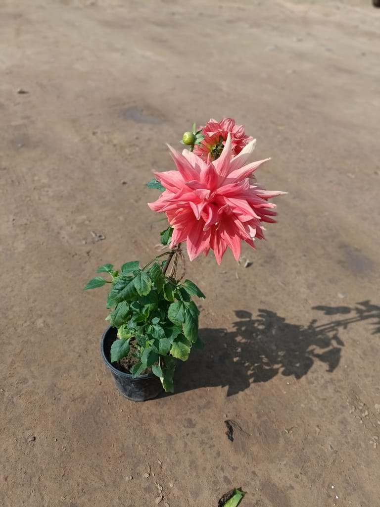 Dahlia (Any Colour) in 6 Inch Nursery Pot