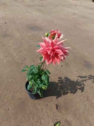 Buy Dahlia (Any Colour) in 6 Inch Plastic Pot Online | Urvann.com
