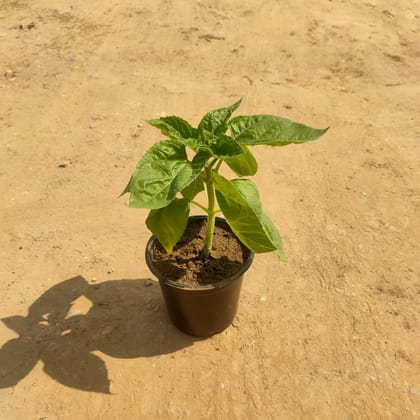 Buy Sunflower in 6 Inch Plastic Pot Online | Urvann.com