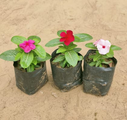 Buy Set of 3 - Vinca / Sadabahar / Periwinkle (any colour) in 4 Inch Nursery Bag Online | Urvann.com