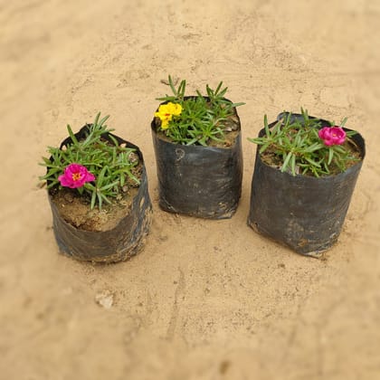Buy Set of 3 - Portulaca Moss Rose (Any Colour) in 4 Inch Nursery Bag Online | Urvann.com