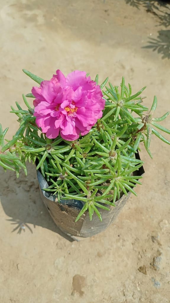 Portulaca Moss Rose (Any Colour ) in 4 Inch Nursery Bag