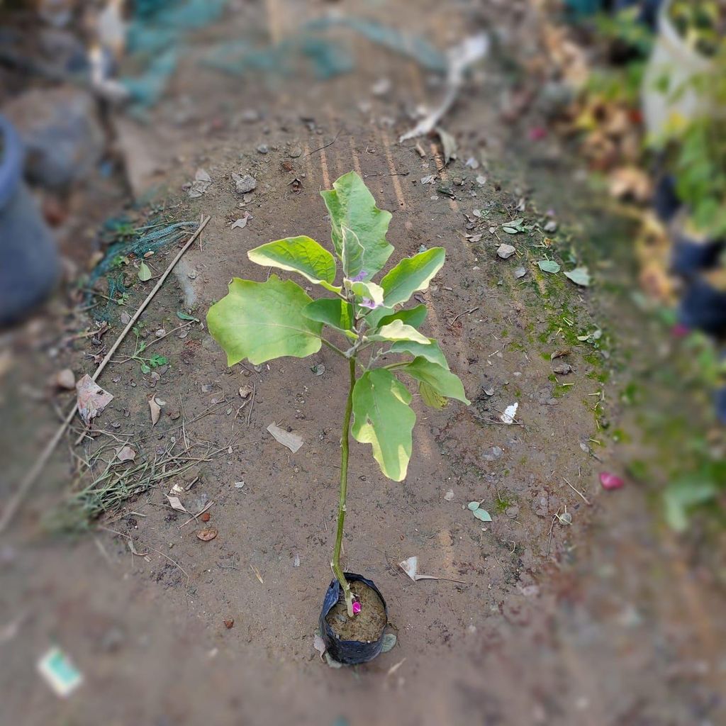 Brinjal in 4 Inch Nursery Bag