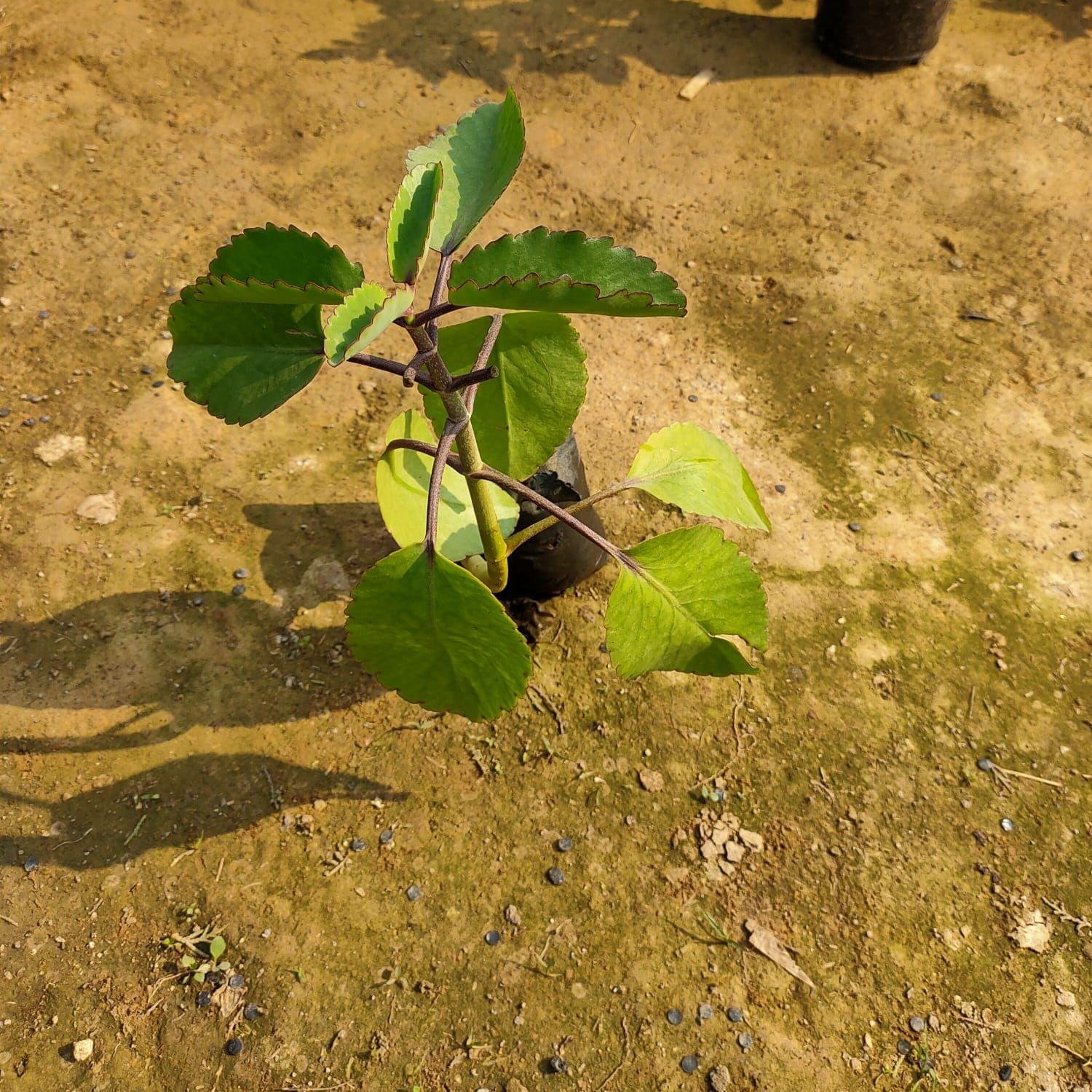 Pattarchatta in 4 Inch Nursery Bag