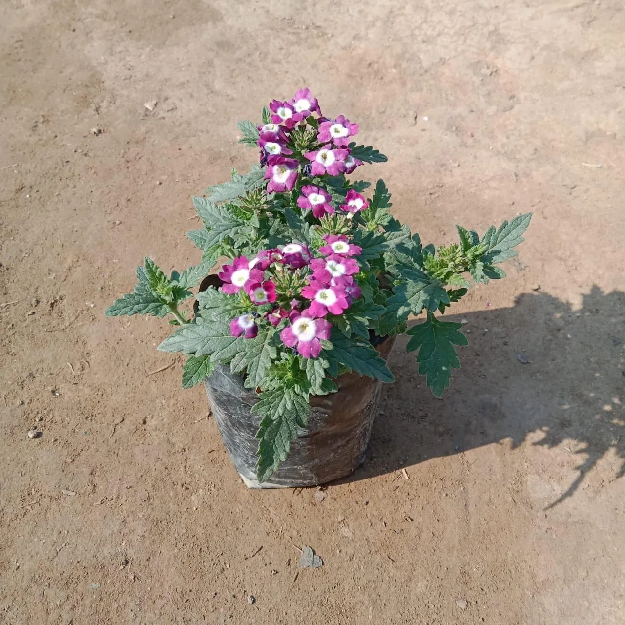 Verbena (any colour) in 4 Inch Nursery Bag