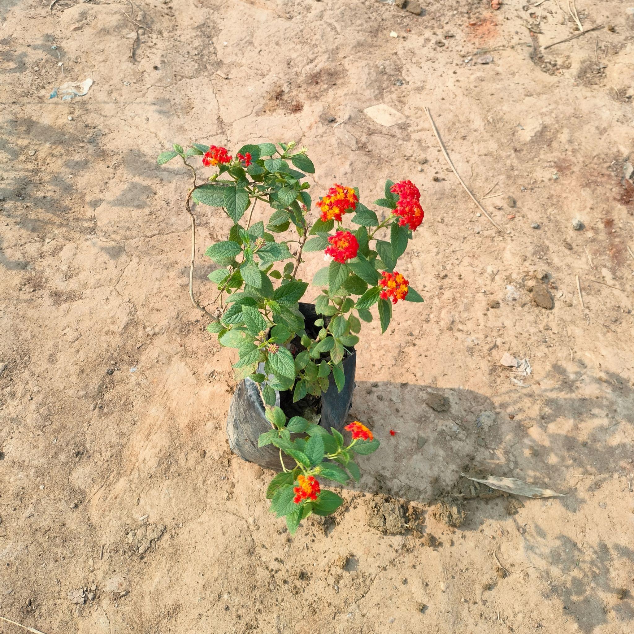 Lantana (Any colour) in 4 Inch Nursery Bag