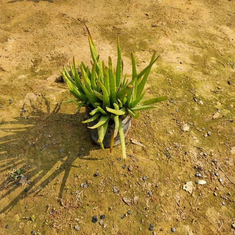 Aloe Vera in 4 Inch Nursery Bag