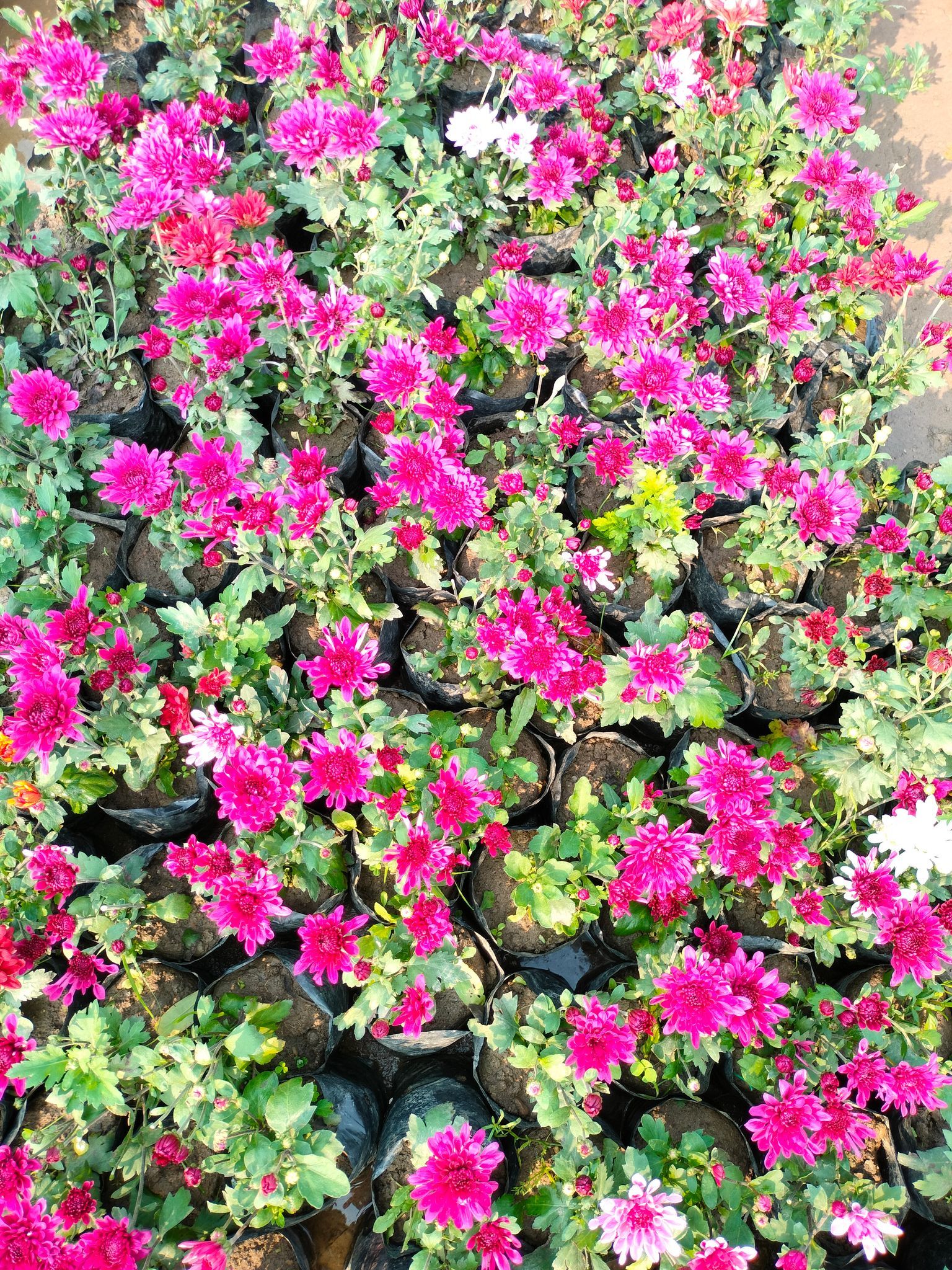 Chrysanthemum / Guldawari (any colour) in 4 Inch Nursery Bag