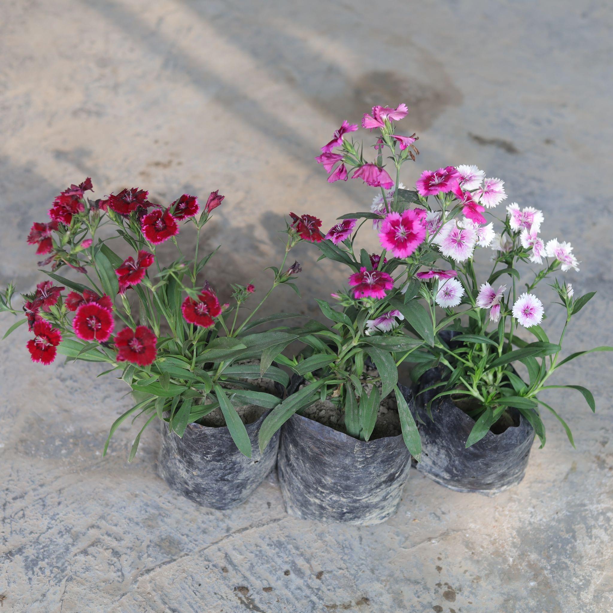 Set of 3 - Dianthus (any colour) in 4 Inch Nursery Bag