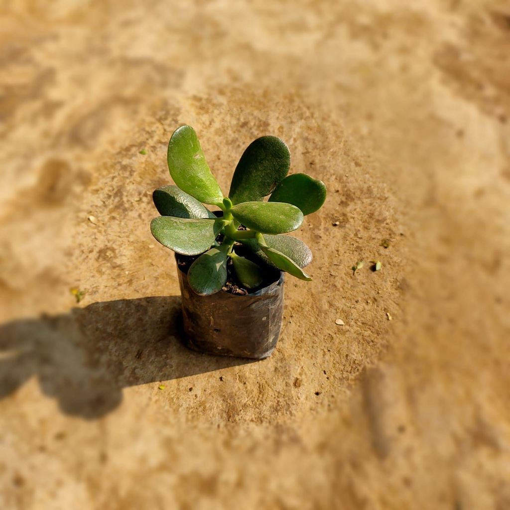 Crassula Succulent in 4 Inch Nursery Bag