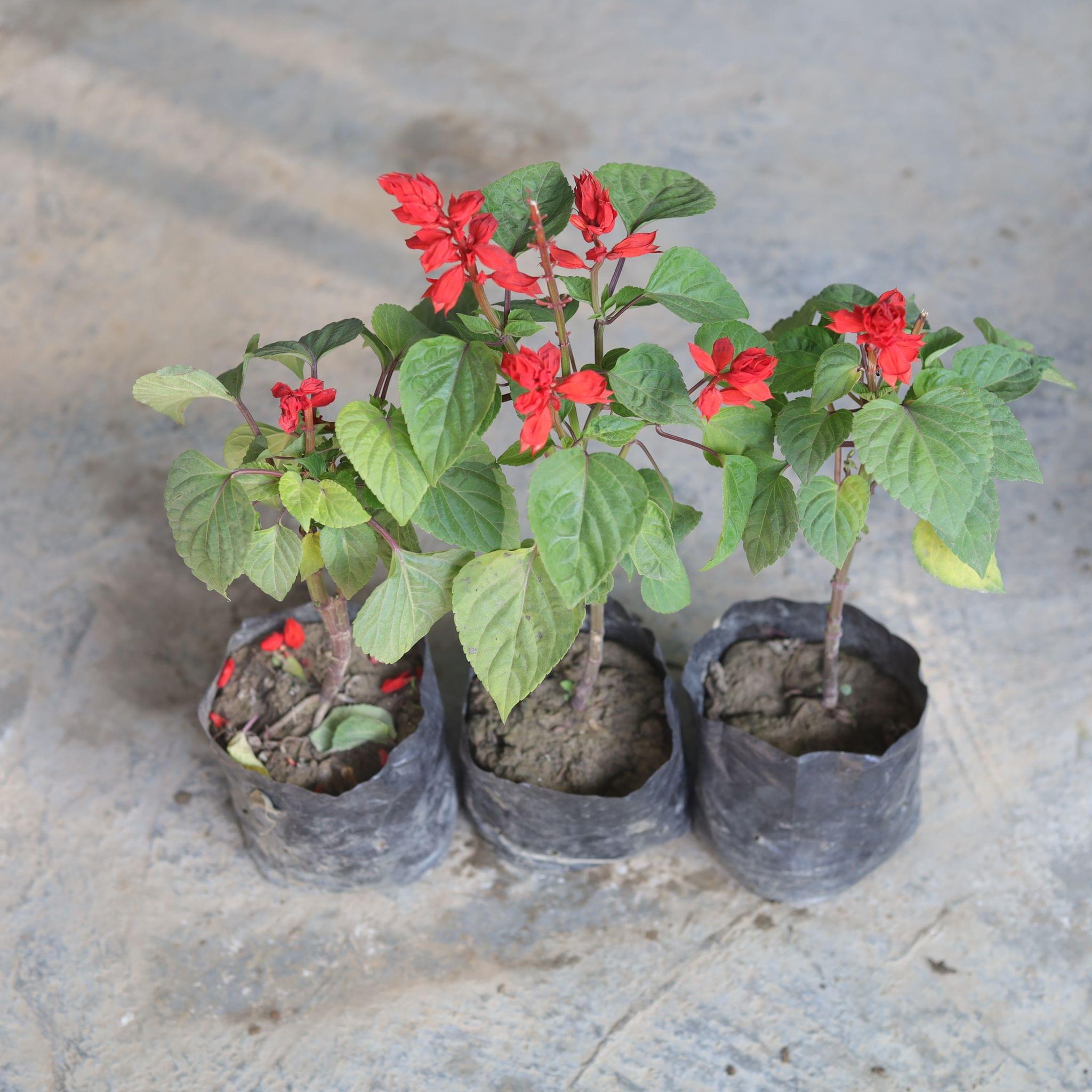 Set of 3 - Salvia (any colour) in 4 Inch Nursery Bag