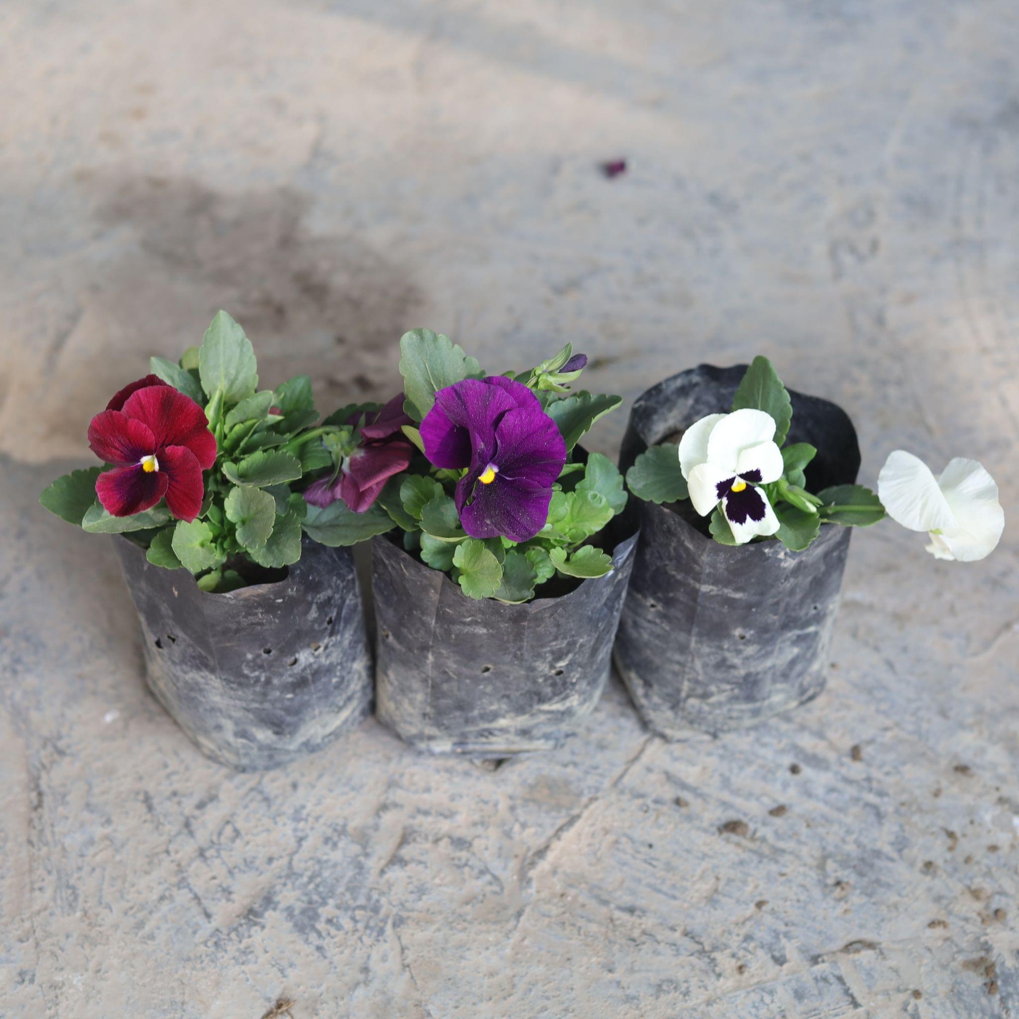 Set of 3 - Pansy (any colour) in 4 Inch Nursery Bag