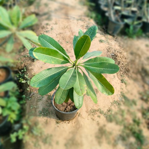 Champa in 8 Inch Nursery Pot