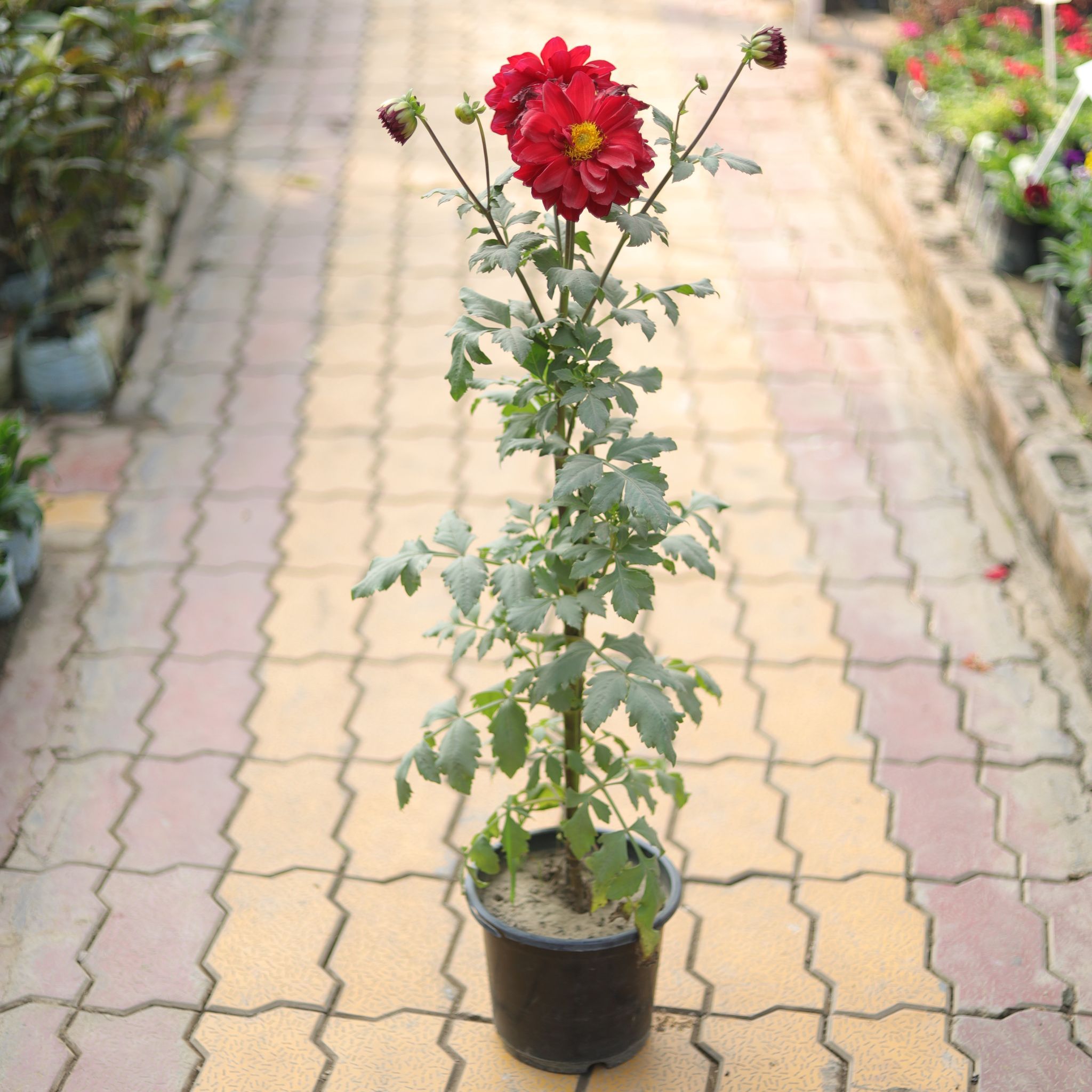 Dahlia (any colour) in 6 Inch Plastic Pot
