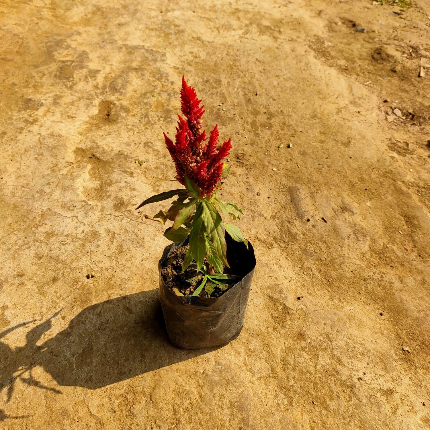 Celosia / Cockscomb (any colour) in 4 Inch Nursery Bag