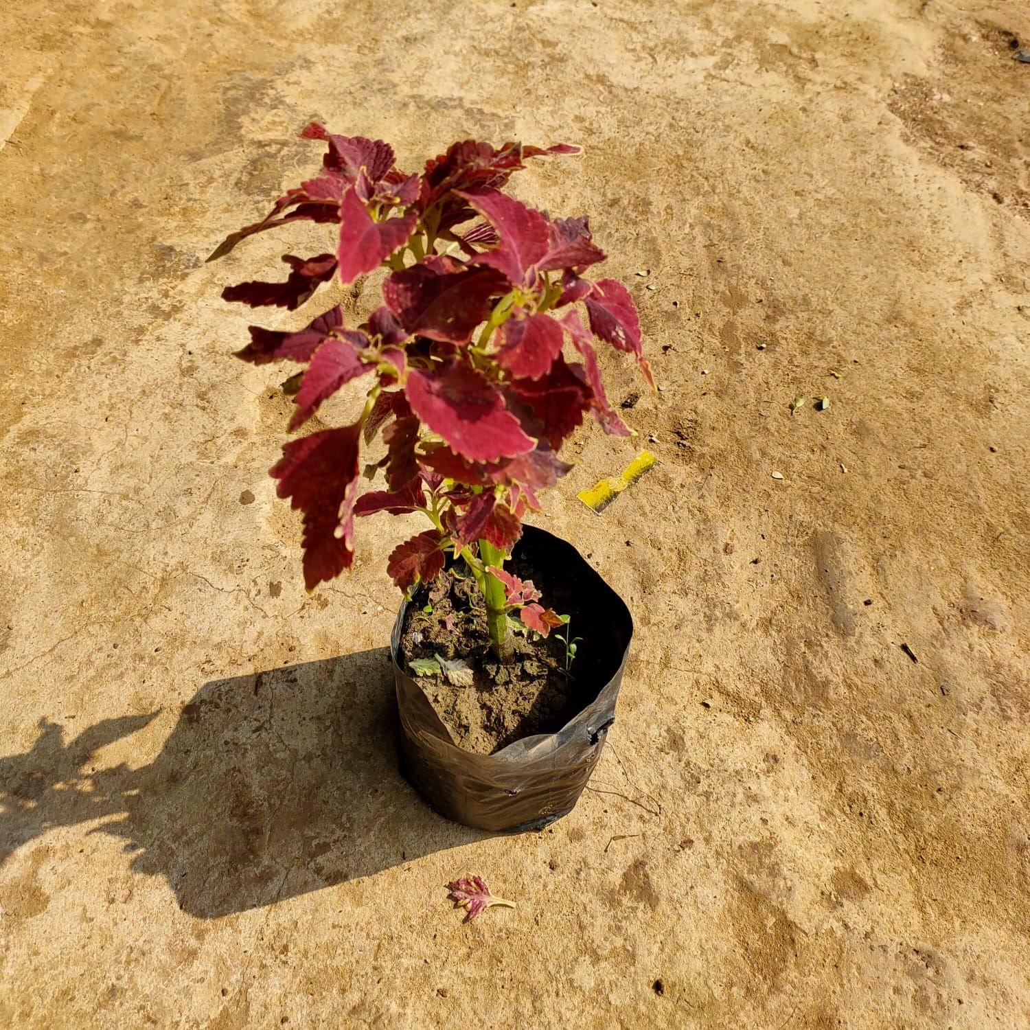 Coleus (Any Colour) in 4 Inch Nursery Bag