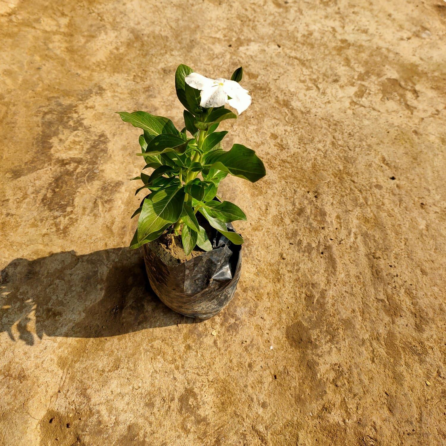 Periwinkle / Sadabahar / Vinca any color in 4 Inch Nursery Bag