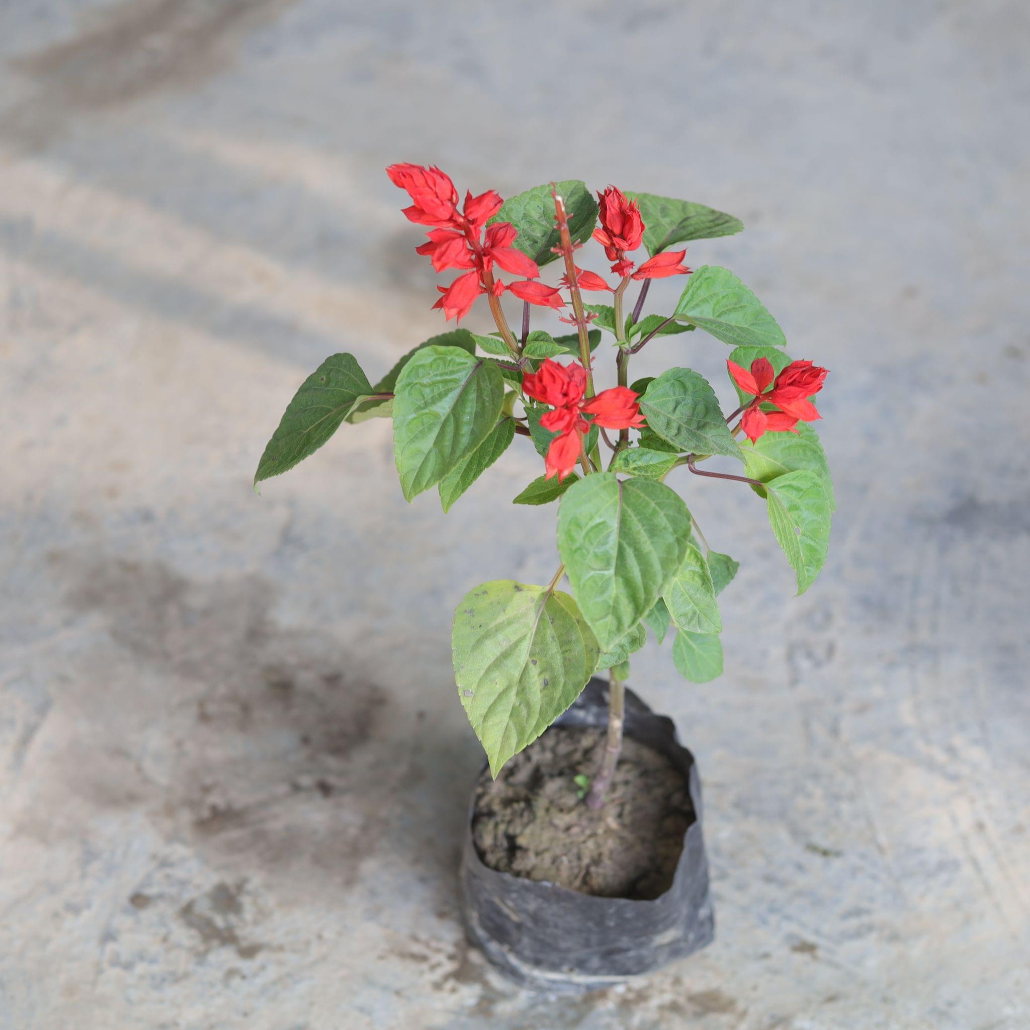 Salvia (any colour) in 4 Inch Nursery Bag